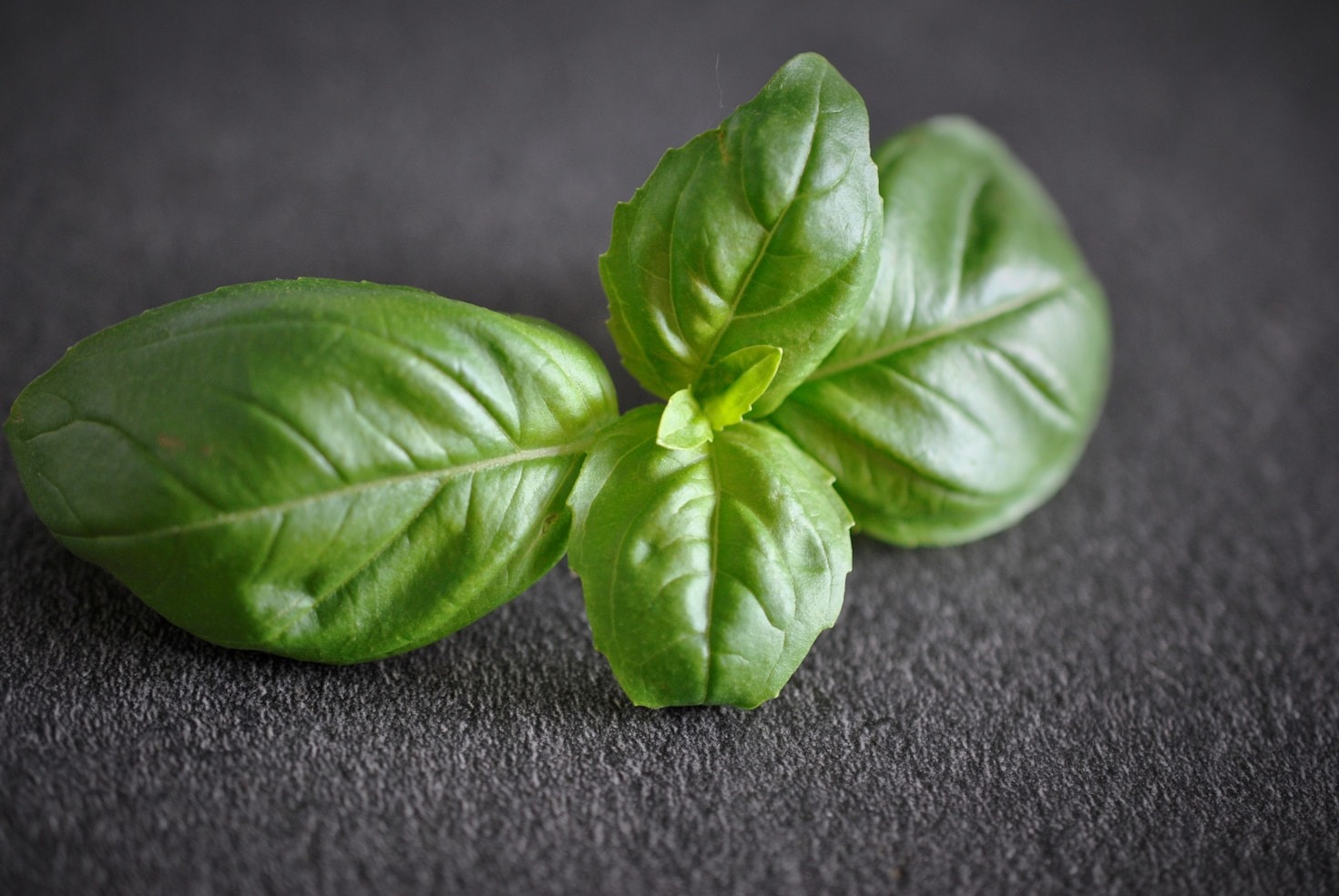 Hierbas culinarias: trucos y consejos para su uso